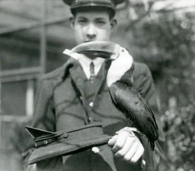 Um tucano-de-bico-vermelho compra um bilhete de um chapéu, mantido pelo guardião C. Hersey (foto bw)